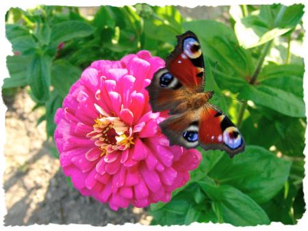 Si tu étais une fleur et moi un papillon ...